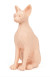 Naked Cat